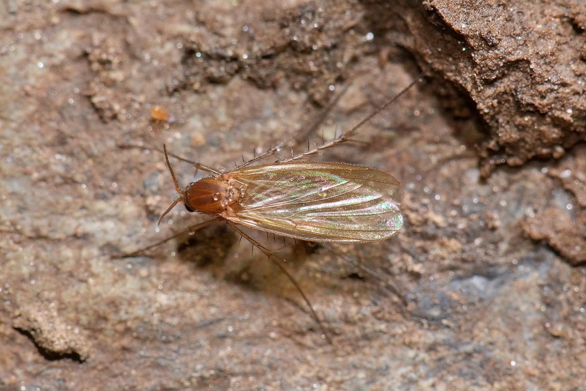 Mycetophila sp.?   S !